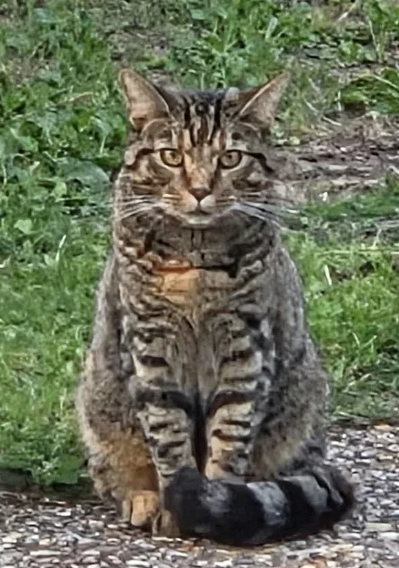 Our grandson's cat Max